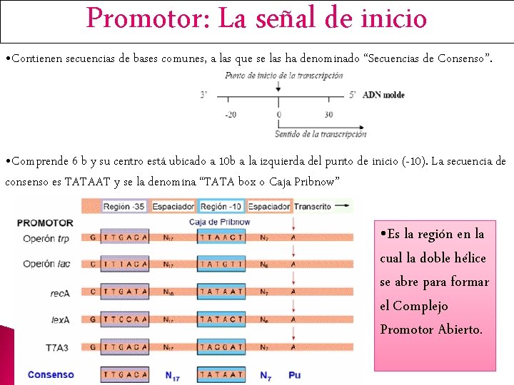 Promotor: La señal de inicio • Contienen secuencias de bases comunes, a las que