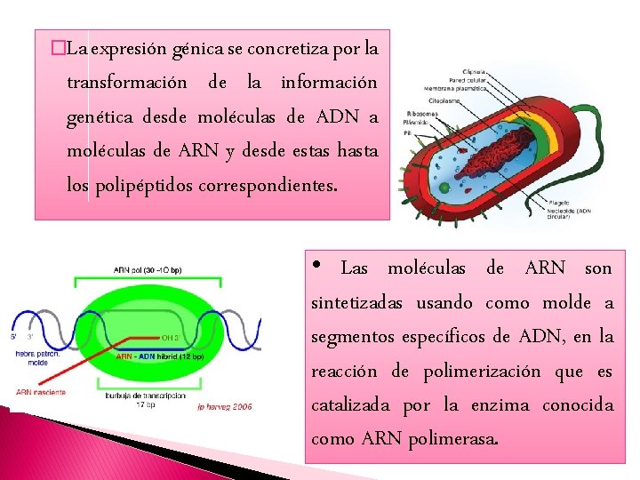 �La expresión génica se concretiza por la transformación de la información genética desde moléculas