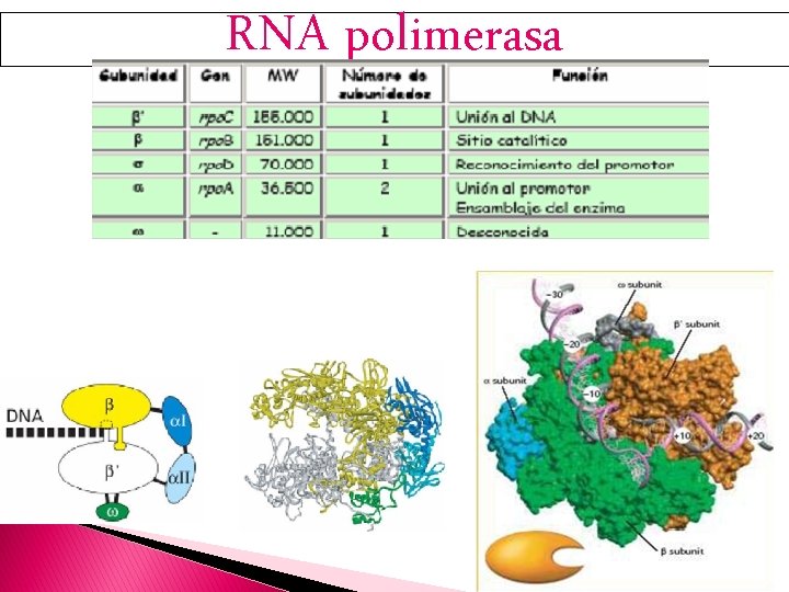 RNA polimerasa 
