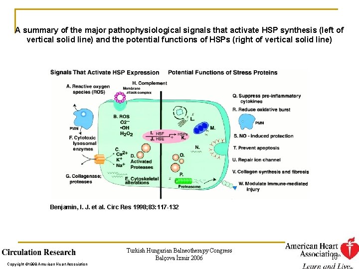 A summary of the major pathophysiological signals that activate HSP synthesis (left of vertical