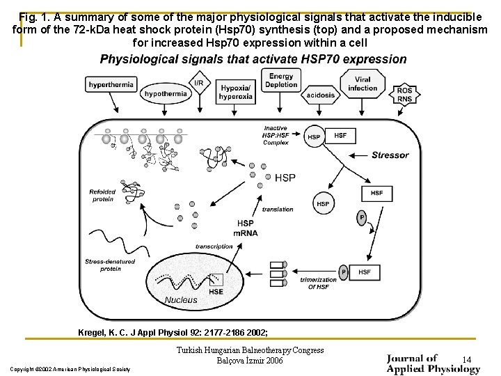 Fig. 1. A summary of some of the major physiological signals that activate the