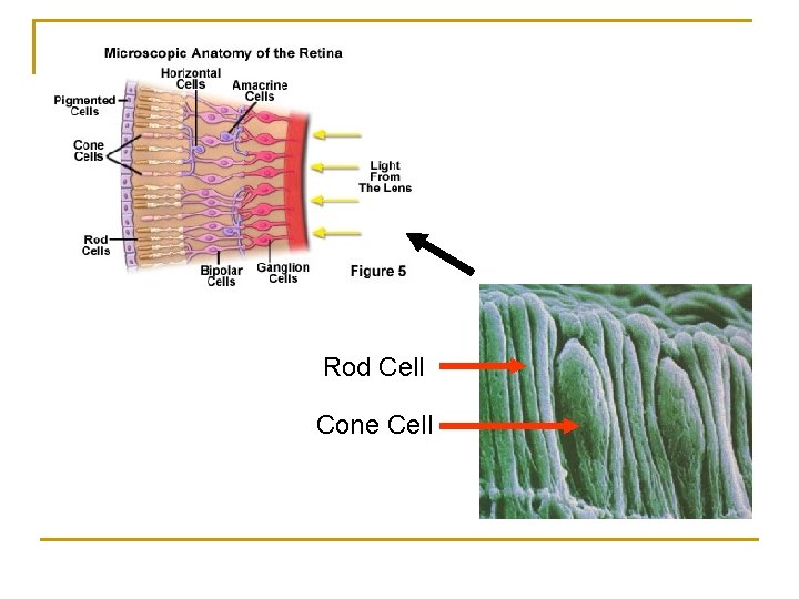 Rod Cell Cone Cell 