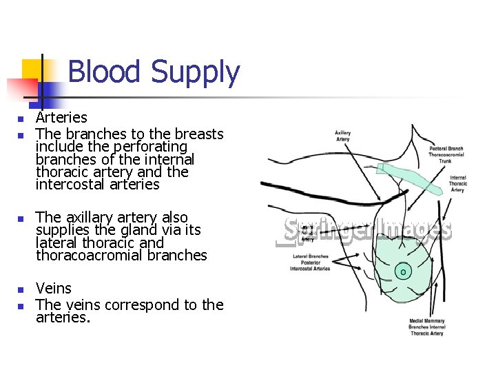 Blood Supply n n n Arteries The branches to the breasts include the perforating