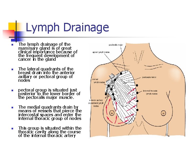 Lymph Drainage n n n The lymph drainage of the mammary gland is of