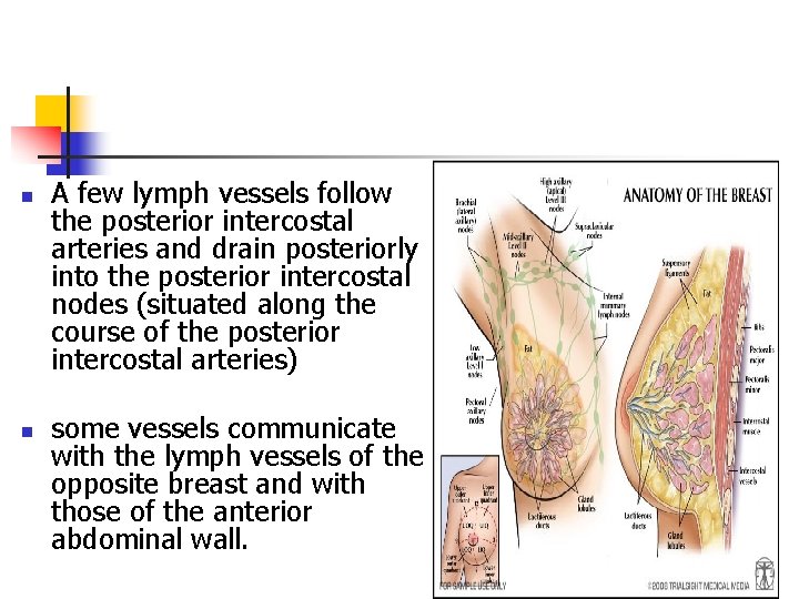 n n A few lymph vessels follow the posterior intercostal arteries and drain posteriorly