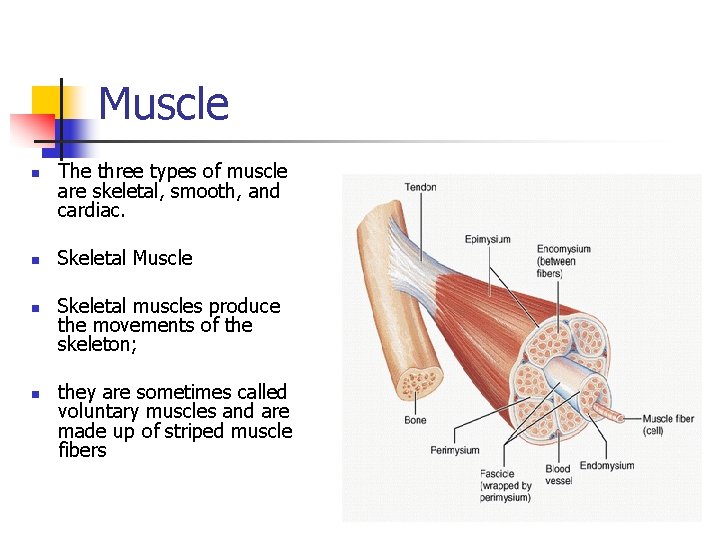 Muscle n n The three types of muscle are skeletal, smooth, and cardiac. Skeletal