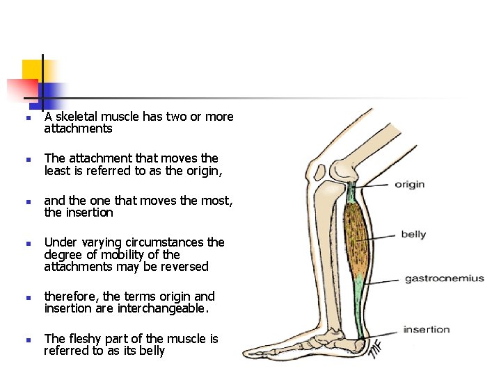n A skeletal muscle has two or more attachments n The attachment that moves
