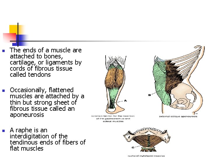 n n n The ends of a muscle are attached to bones, cartilage, or