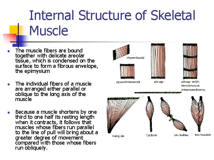 Internal Structure of Skeletal Muscle n n n The muscle fibers are bound together