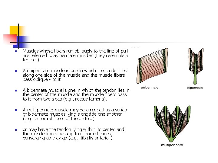 n n n Muscles whose fibers run obliquely to the line of pull are