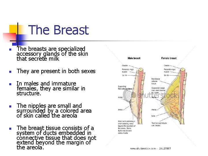 The Breast n n n The breasts are specialized accessory glands of the skin