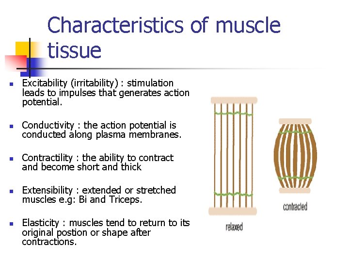 Characteristics of muscle tissue n Excitability (irritability) : stimulation leads to impulses that generates