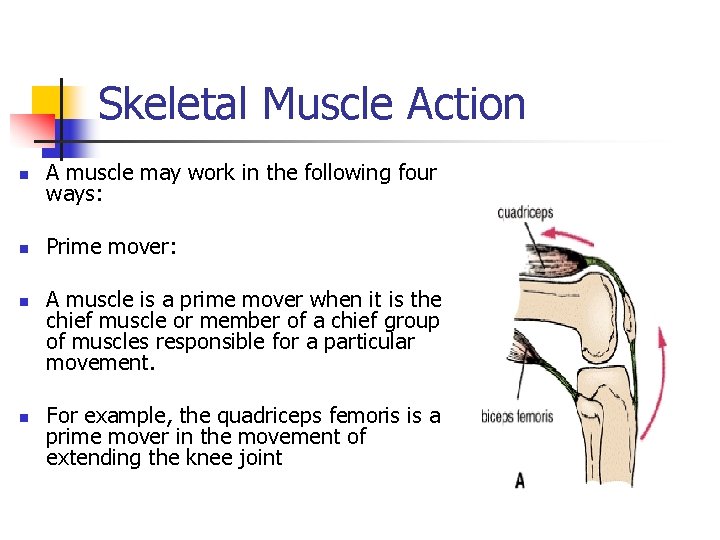Skeletal Muscle Action n A muscle may work in the following four ways: n