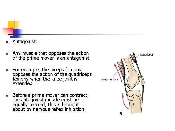n Antagonist: n Any muscle that opposes the action of the prime mover is