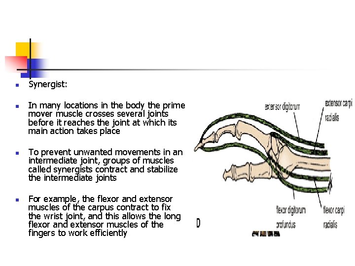 n n Synergist: In many locations in the body the prime mover muscle crosses