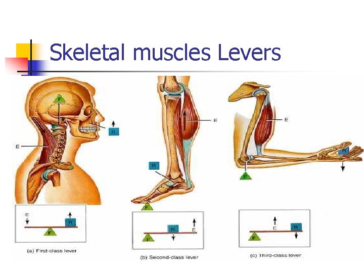Skeletal muscles Levers 