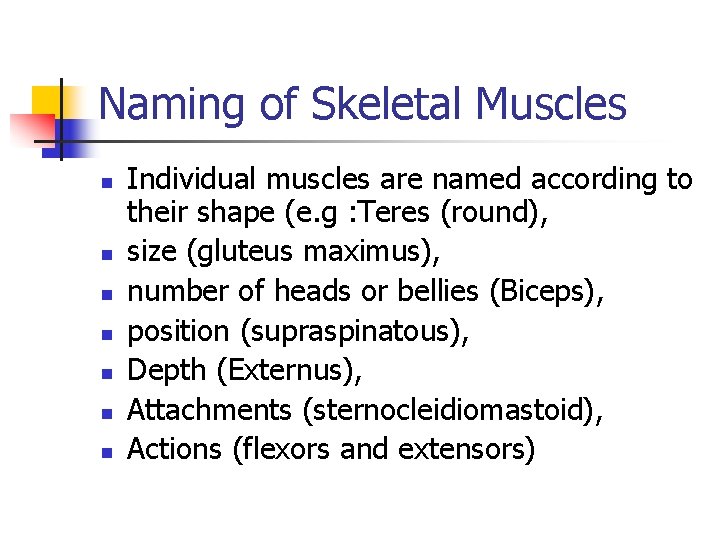 Naming of Skeletal Muscles n n n n Individual muscles are named according to