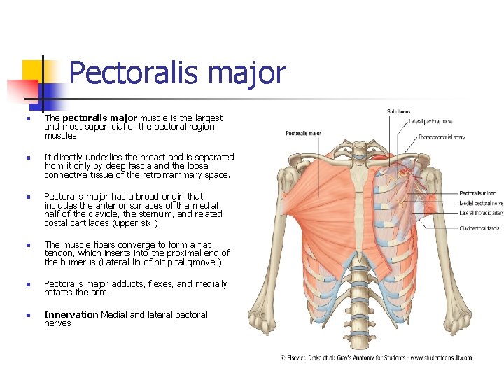 Pectoralis major n n The pectoralis major muscle is the largest and most superficial