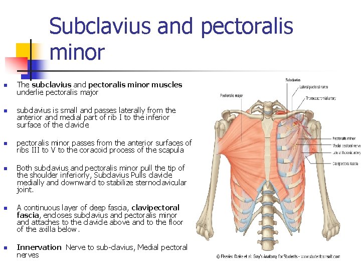 Subclavius and pectoralis minor n n n The subclavius and pectoralis minor muscles underlie