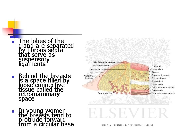 n n n The lobes of the gland are separated by fibrous septa that