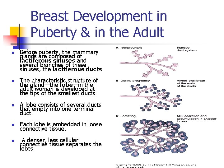 Breast Development in Puberty & in the Adult n n n Before puberty, the
