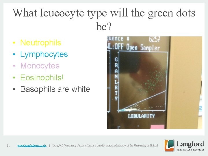 What leucocyte type will the green dots be? • • • 11 | Neutrophils