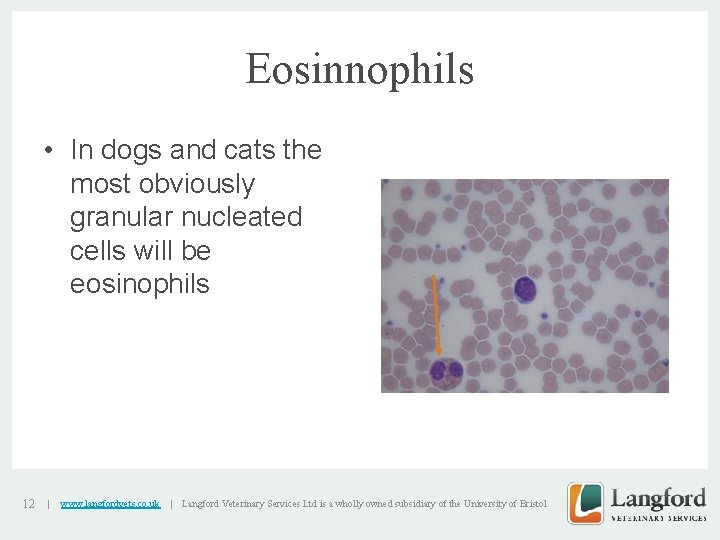 Eosinnophils • In dogs and cats the most obviously granular nucleated cells will be