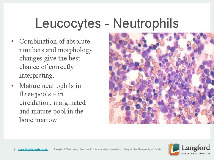 Leucocytes - Neutrophils • Combination of absolute numbers and morphology changes give the best