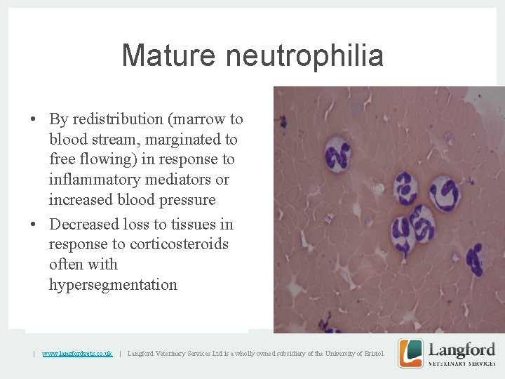 Mature neutrophilia • By redistribution (marrow to blood stream, marginated to free flowing) in