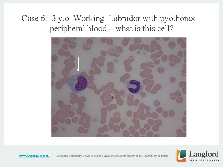 Case 6: 3 y. o. Working Labrador with pyothorax – peripheral blood – what