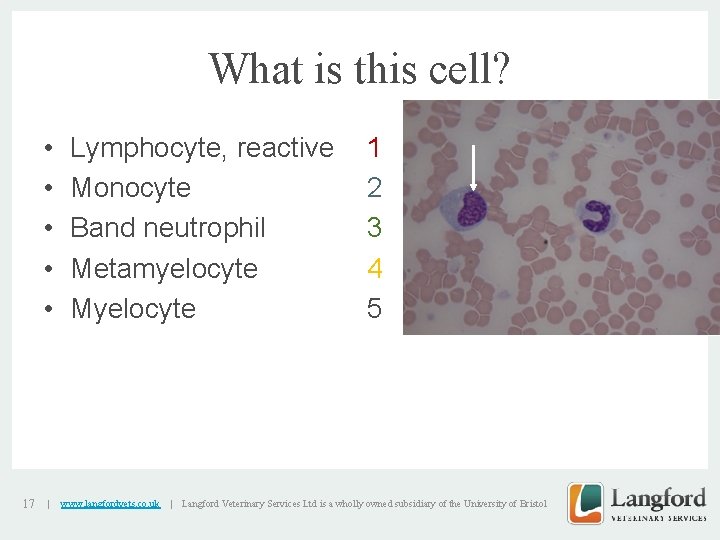 What is this cell? • • • 17 | Lymphocyte, reactive Monocyte Band neutrophil