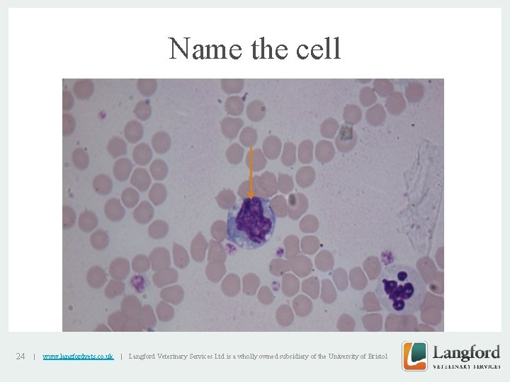 Name the cell v 24 | www. langfordvets. co. uk | Langford Veterinary Services