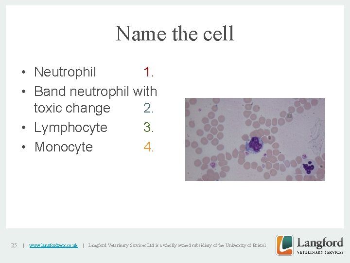 Name the cell • Neutrophil 1. • Band neutrophil with toxic change 2. •