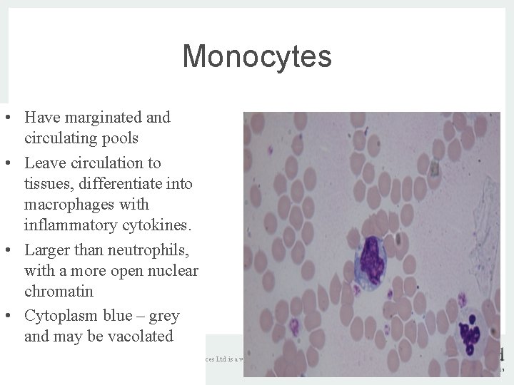 Monocytes • Have marginated and circulating pools • Leave circulation to tissues, differentiate into