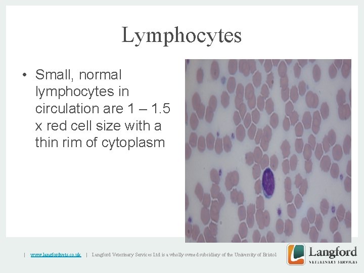 Lymphocytes • Small, normal lymphocytes in circulation are 1 – 1. 5 x red