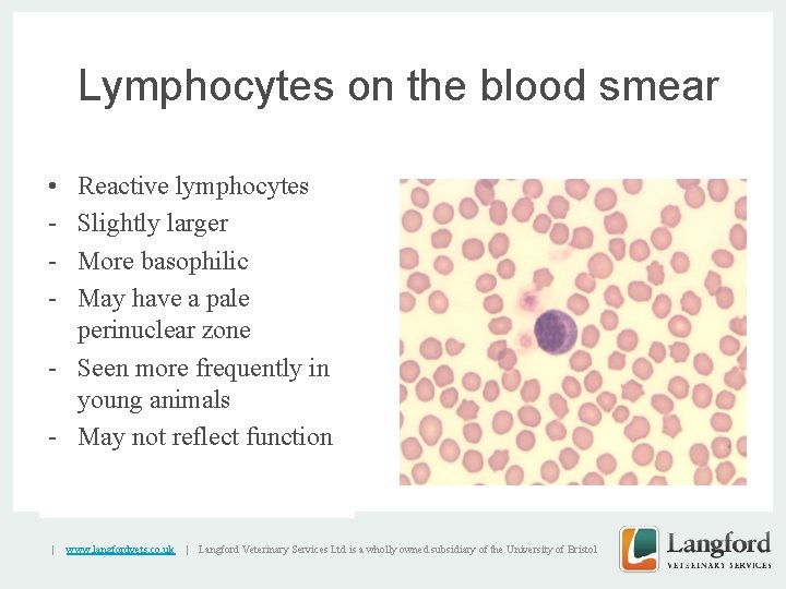 Lymphocytes on the blood smear • - Reactive lymphocytes Slightly larger More basophilic May