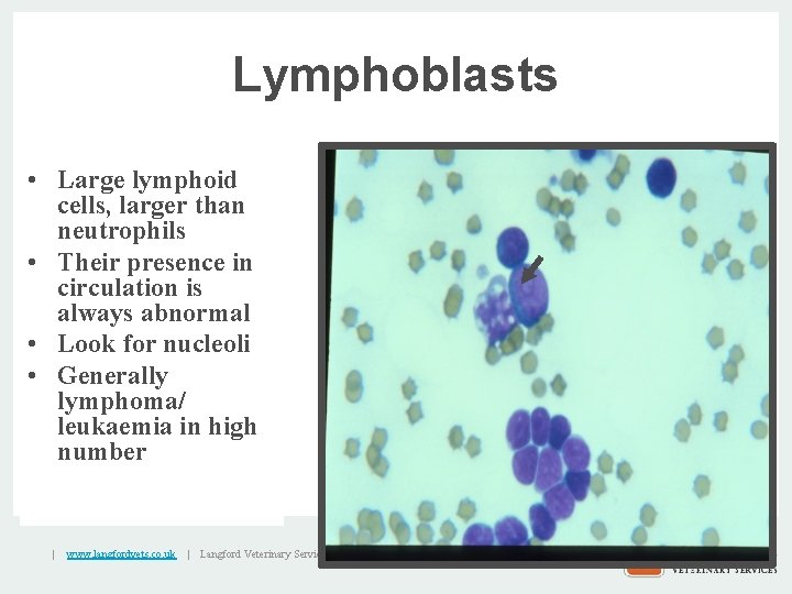 Lymphoblasts • Large lymphoid cells, larger than neutrophils • Their presence in circulation is