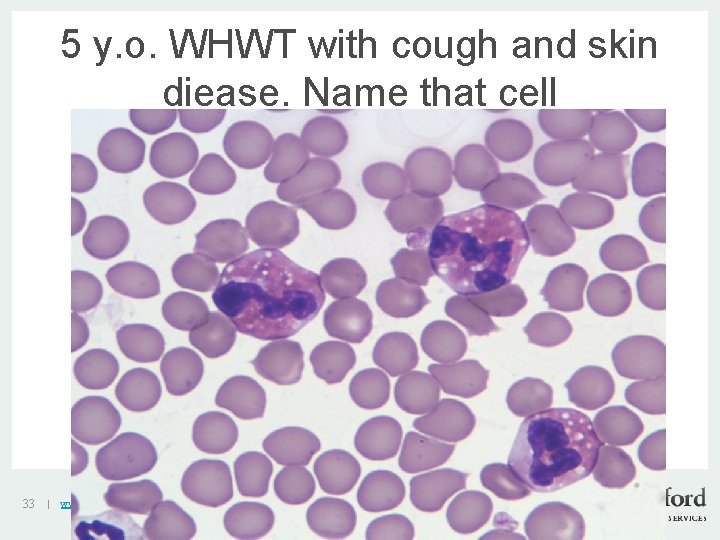 5 y. o. WHWT with cough and skin diease. Name that cell v 33