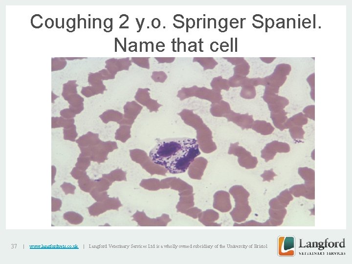 Coughing 2 y. o. Springer Spaniel. Name that cell v 37 | www. langfordvets.