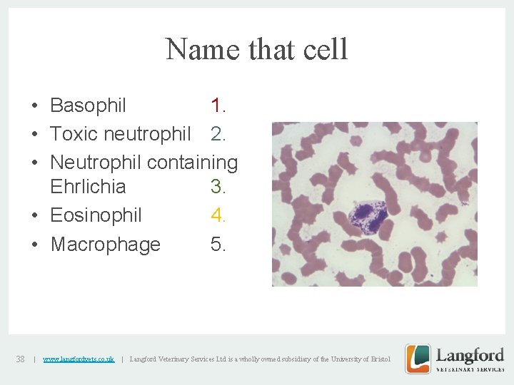 Name that cell • Basophil 1. • Toxic neutrophil 2. • Neutrophil containing Ehrlichia