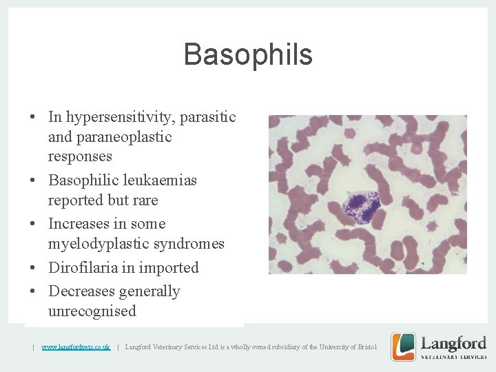 Basophils • In hypersensitivity, parasitic and paraneoplastic responses • Basophilic leukaemias reported but rare