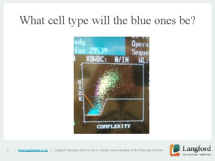 What cell type will the blue ones be? v 5 | www. langfordvets. co.