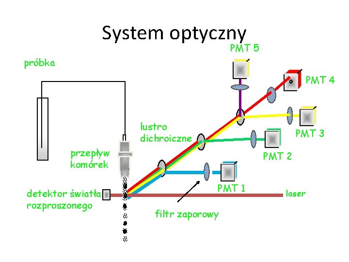 System optyczny PMT 5 próbka PMT 4 lustro dichroiczne PMT 3 przepływ komórek detektor