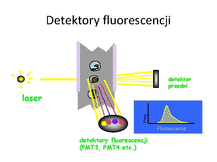 Detektory fluorescencji detektor przedni laser Fluorescence detektory fluorescencji (PMT 3, PMT 4 etc. )