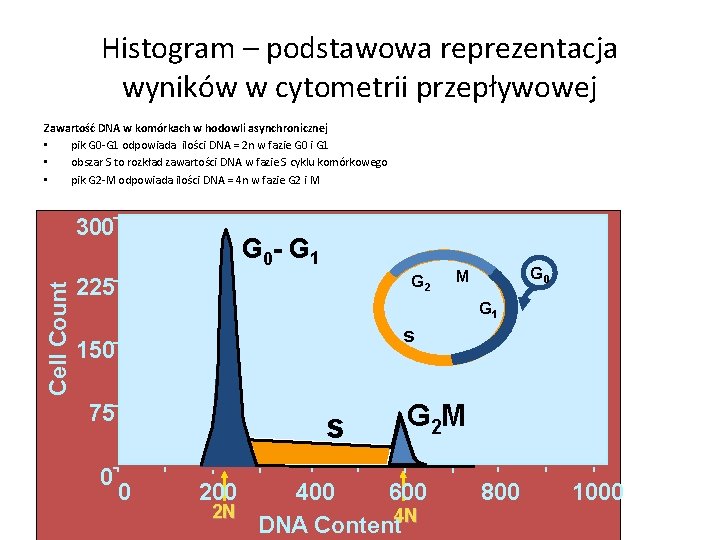 Histogram – podstawowa reprezentacja wyników w cytometrii przepływowej Zawartość DNA w komórkach w hodowli