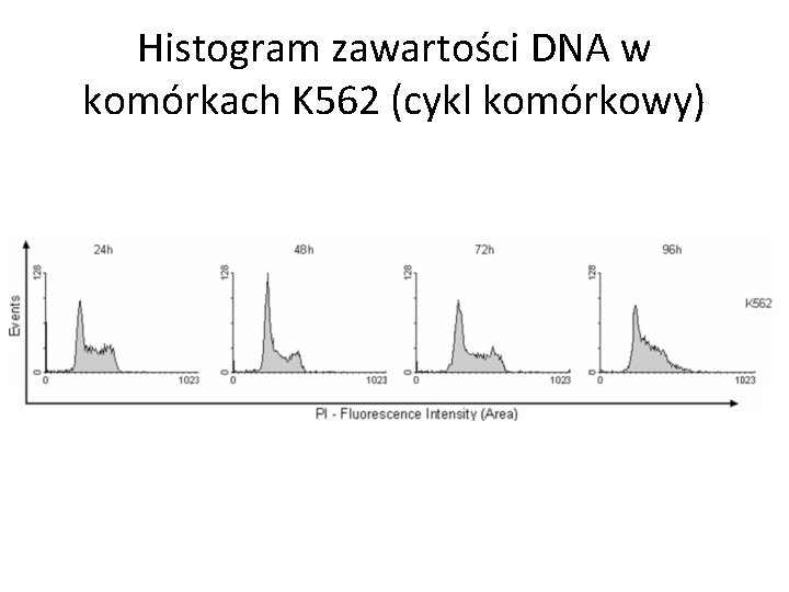 Histogram zawartości DNA w komórkach K 562 (cykl komórkowy) 