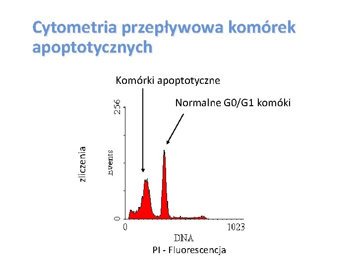 Cytometria przepływowa komórek apoptotycznych Komórki apoptotyczne zliczenia Normalne G 0/G 1 komóki PI -