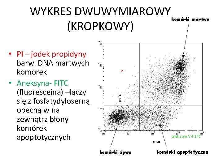 WYKRES DWUWYMIAROWY (KROPKOWY) PI FL 2 -H • PI – jodek propidyny barwi DNA