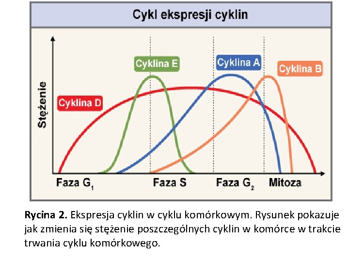 Rycina 2. Ekspresja cyklin w cyklu komórkowym. Rysunek pokazuje jak zmienia się stężenie poszczególnych