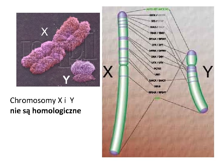 Chromosomy X i Y nie są homologiczne 